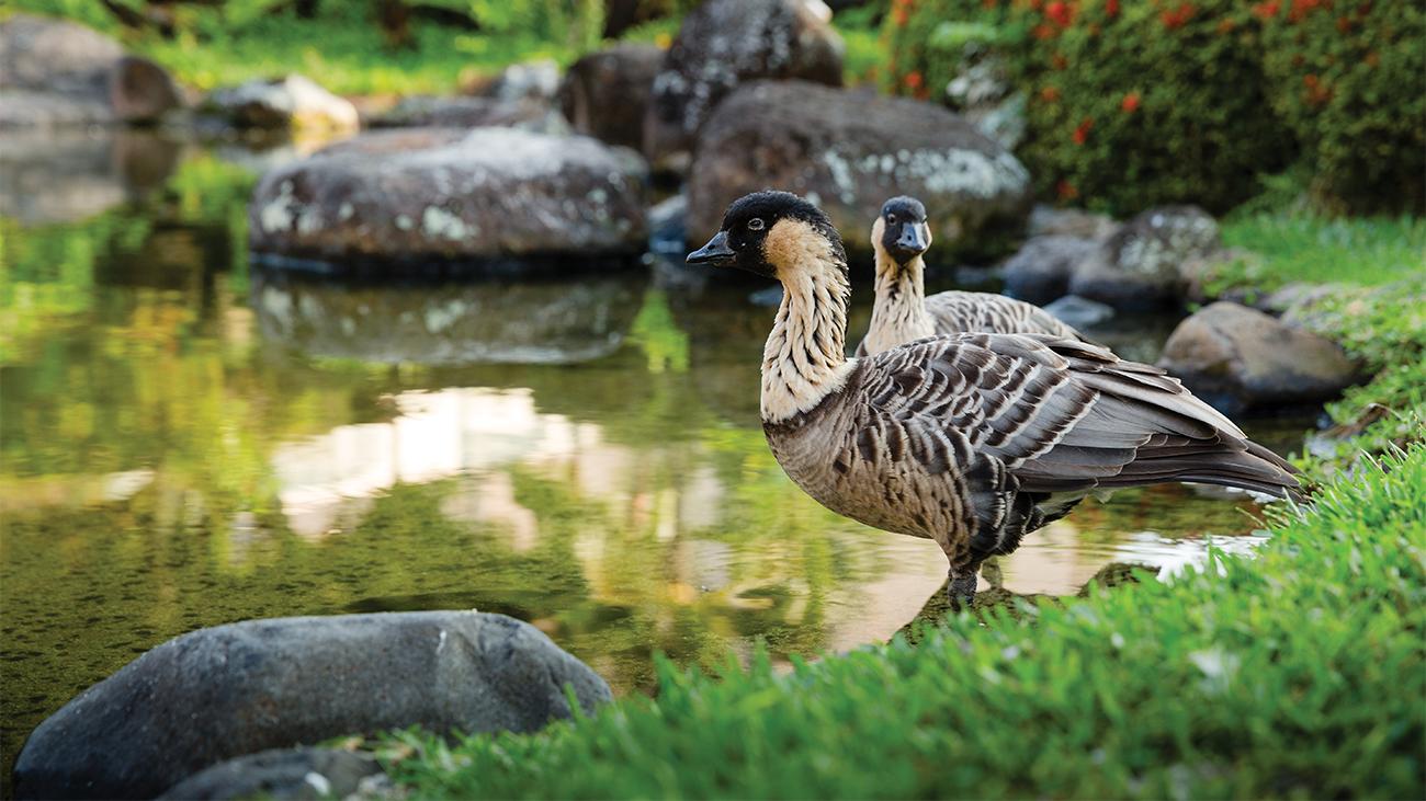 Resort Wildlife